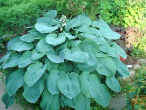 Хоста Зибольда 'Hosta sieboldiana'