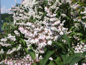 Дейция шершевая 'Rosea Plena'