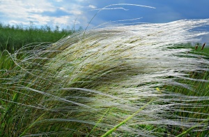 Ковыль перистый 'Feathery' (С5)