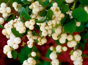 Снежноягодник 'Dorenbosa White Hedge'