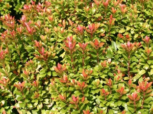 Пиерис Little Heath