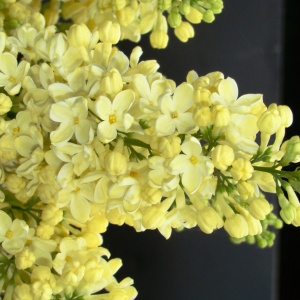 Сирень обыкновенная 'Primrose'