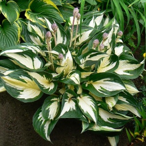 Хоста 'Amazone'