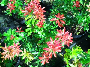 Пиерис Forest Flame