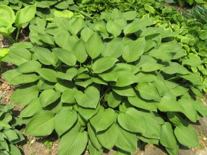Хоста 'Fortunei Hyacinthina'