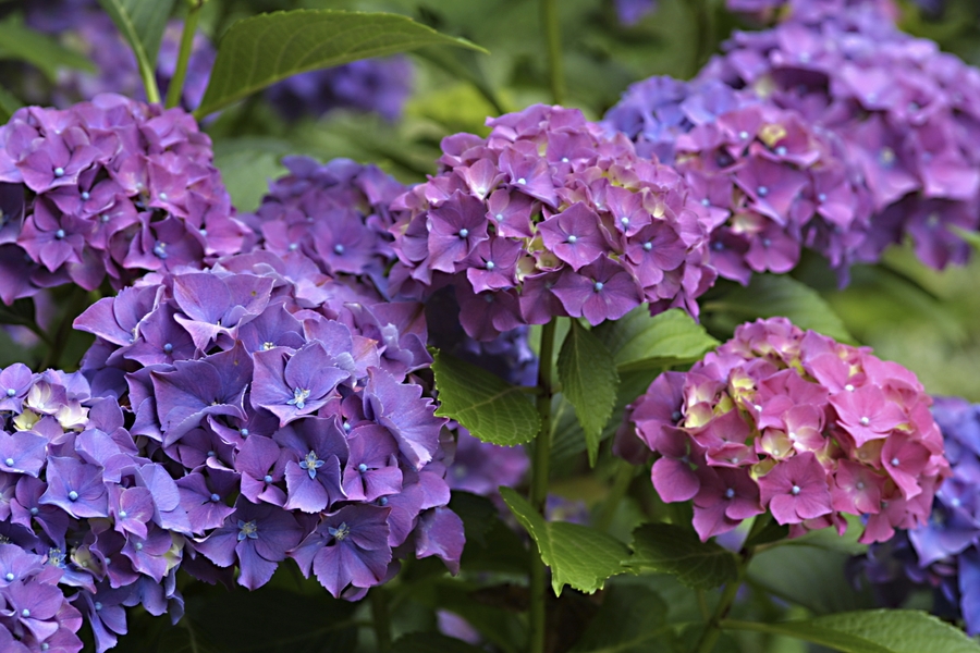 Гортензия гибридная ампельная  Purple С27