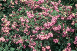 Снежноягодник доренбоза 'Magic Berry'