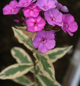Флокс метельчатый 'Harlequin'