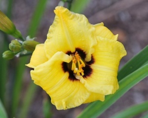 Лилейник 'Bumble Bee' (С3)
