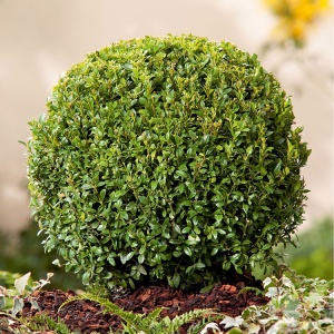 Самшит вечнозеленый 'Evergreen'