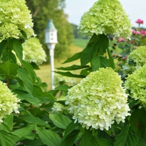 Гортензия мельчатая 'Limelight' (Р9)