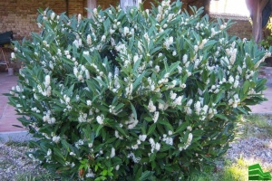 Лавровишня Rotundifolia