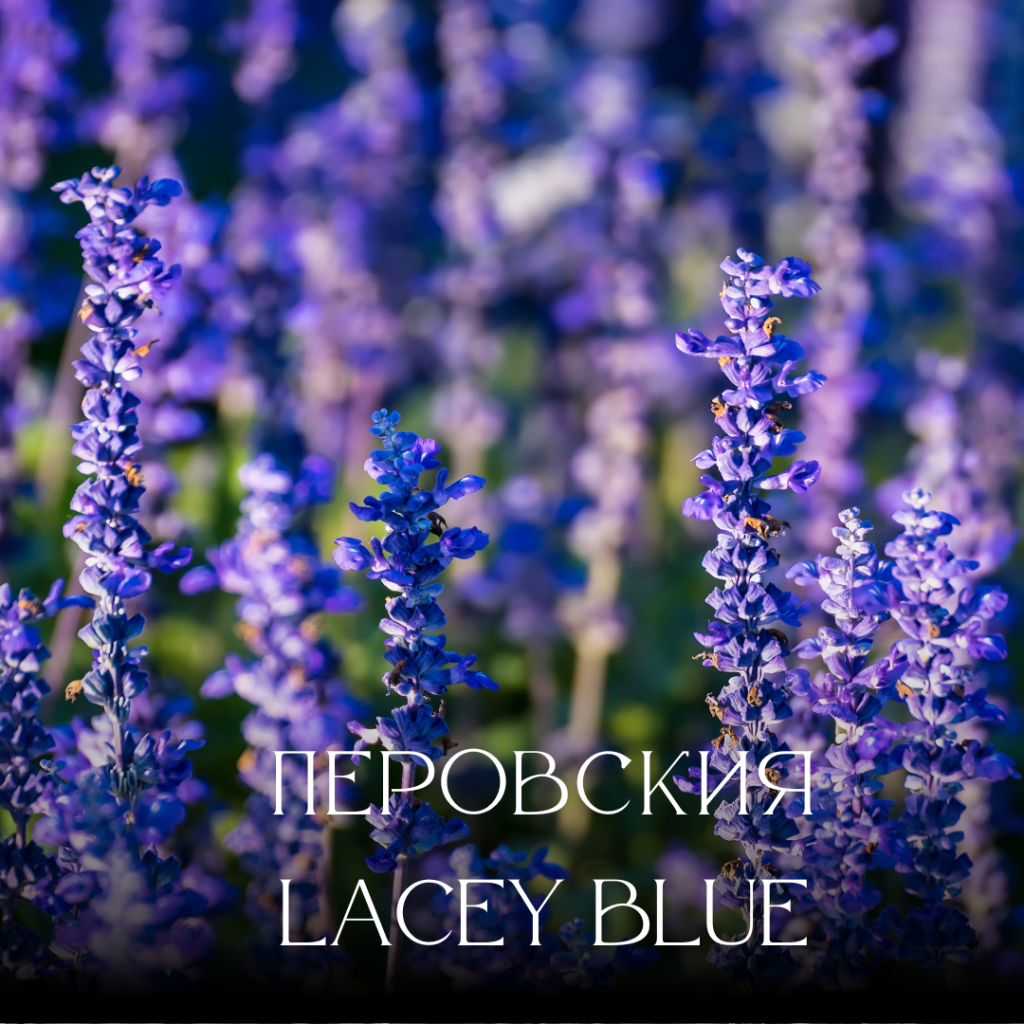 вцувццу