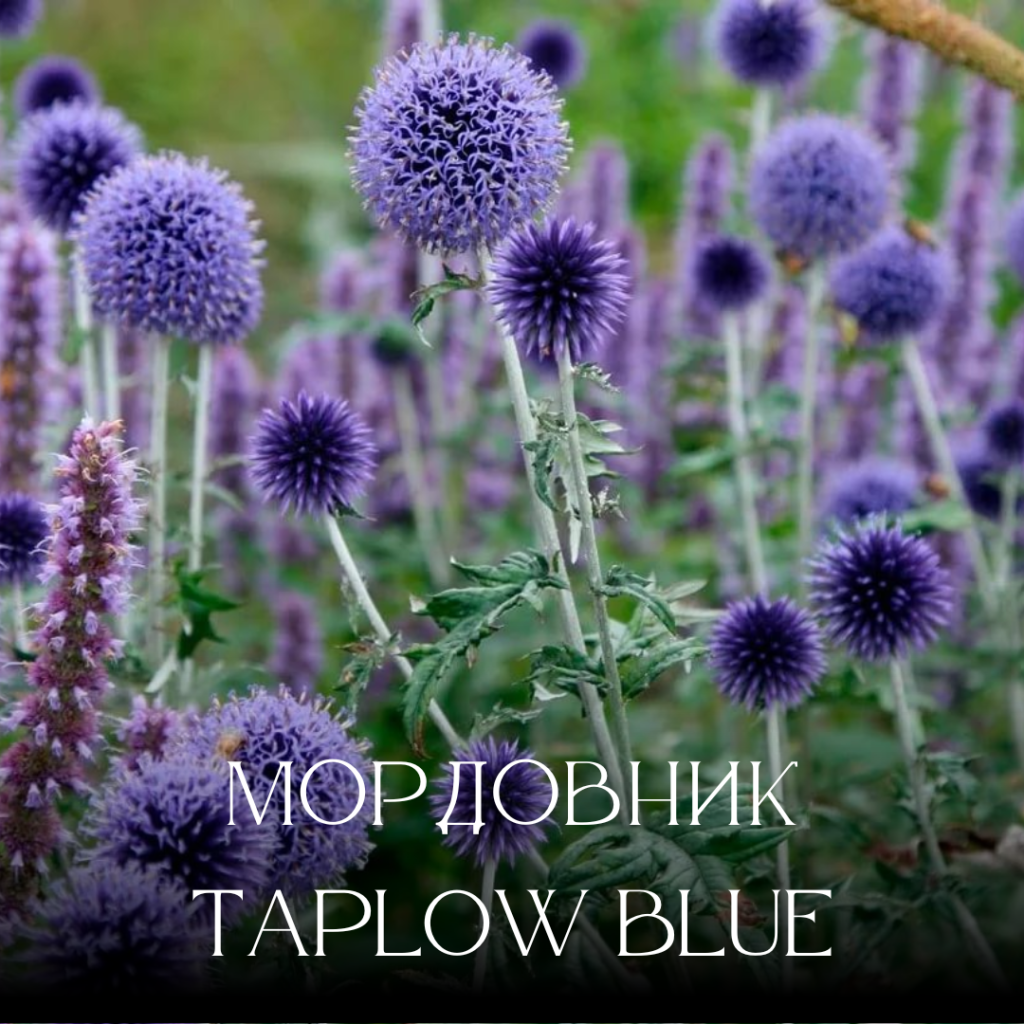мородовник