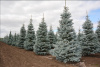 Ель колючая `Омега`, Picea pungens `Omega`