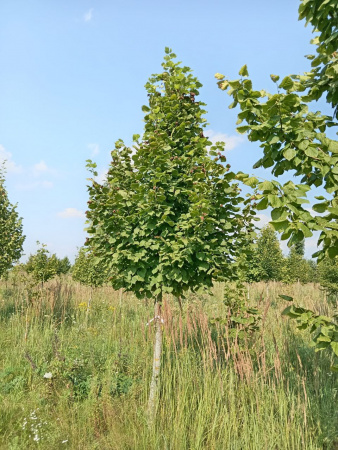 Липа крупнолистная 'Тilia platyphyllos' EXTRA