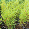 Крушина ломкая `Фастигиата`
