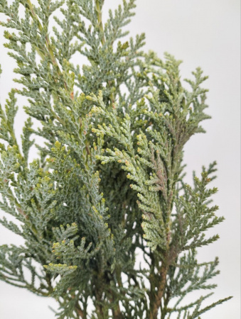 Кипарисовик Лавсона 'Columnaris'