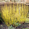 Дерен отпрысковый флавирамеа Cornus alba р9 15-20см