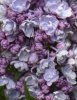 Сирень обыкновенная `Михайло Ломоносов`РС 