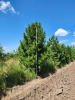 Кедр 400-500 cм