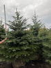 Ель колючая Glauca extra