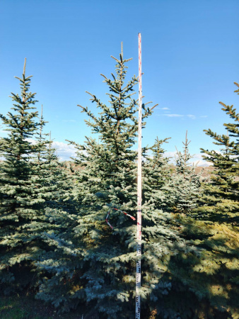 Ель колючая Глаука (Picea pungens ‘Glauca’) 
