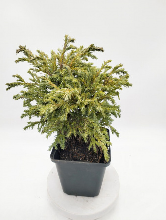 Кипарисовик горохоплодный 'Baby Blue'