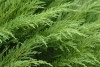 Можжевельник казацкий 'Tamariscifolia'