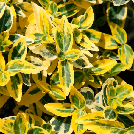 Бересклет Форчуна 'Emerald Gold'