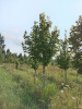 Липа крупнолистная 'Тilia platyphyllos' EXTRA