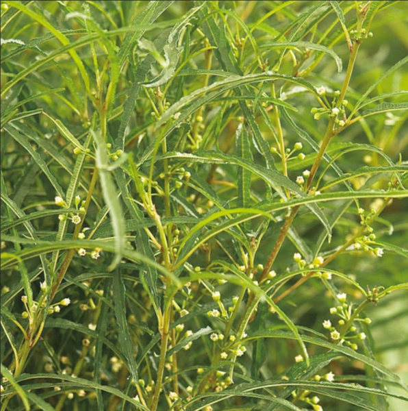 Крушина ломкая `Фастигиата`