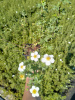 лапчатка белая Potentilla alba 30-60 см