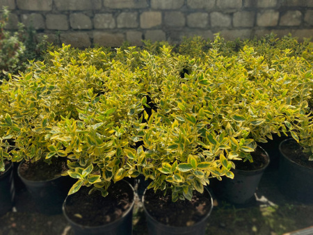 Бересклет Форчуна 'Emerald Gold'