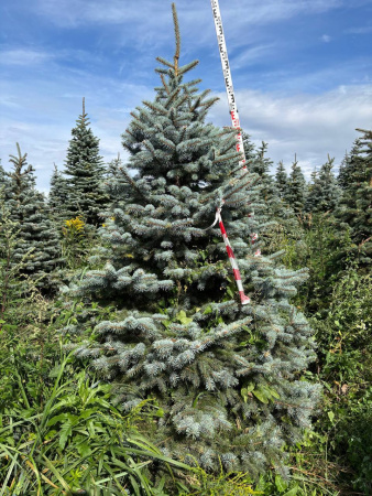 Ель колючая Глаука (Picea pungens ‘Glauca’) 