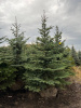 Ель колючая Glauca extra