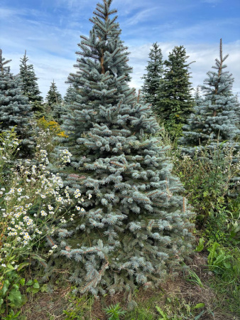 Ель колючая Глаука (Picea pungens ‘Glauca’) 
