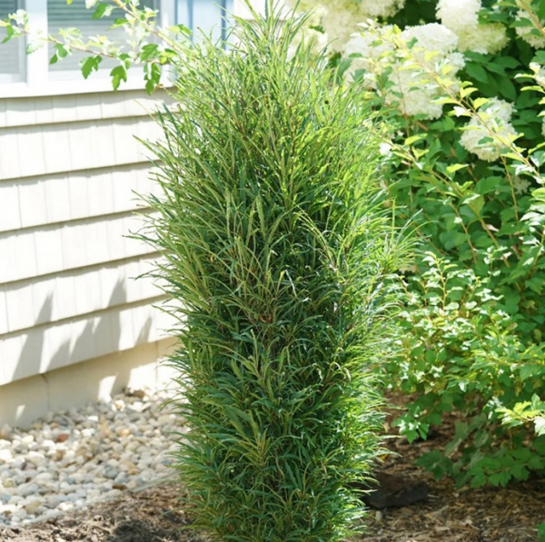 Крушина ломкая `Файн Лайн`