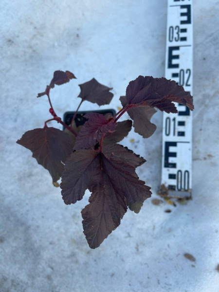 Пузыреплодник калинолистный Physocarpus opulifolius 20-30 см
