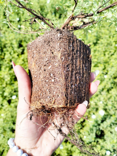 лапчатка белая Potentilla alba 30-60 см