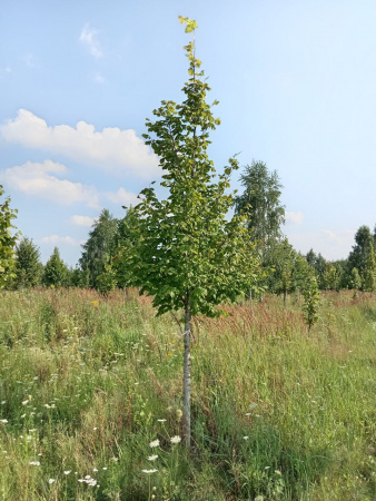 Липа крупнолистная 'Тilia platyphyllos' EXTRA