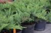 Можжевельник казацкий `Там Ноу Блайт`