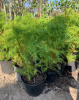 Криптомерия японская 'Elegans Viridis'