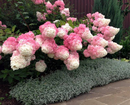 Гортензия мельчатая 'Vanila Fraise'