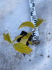 Дерен отпрысковый флавирамеа Cornus alba р9 15-20см