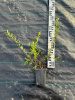 Спирея серая Grefsheim 10-15 см