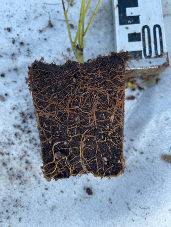 Дерен отпрысковый флавирамеа Cornus alba р9 15-20см