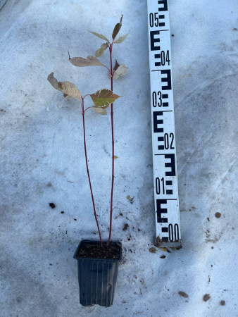 Дерен элегантиссима Cornus alba 'Elegantissima' р9 15-20см