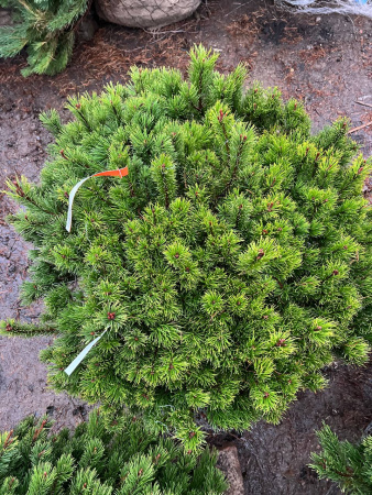 Сосна горная 'Pumilio' РАСПРОДАЖА