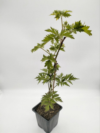 Ежевика 'Thornless Evergreen'